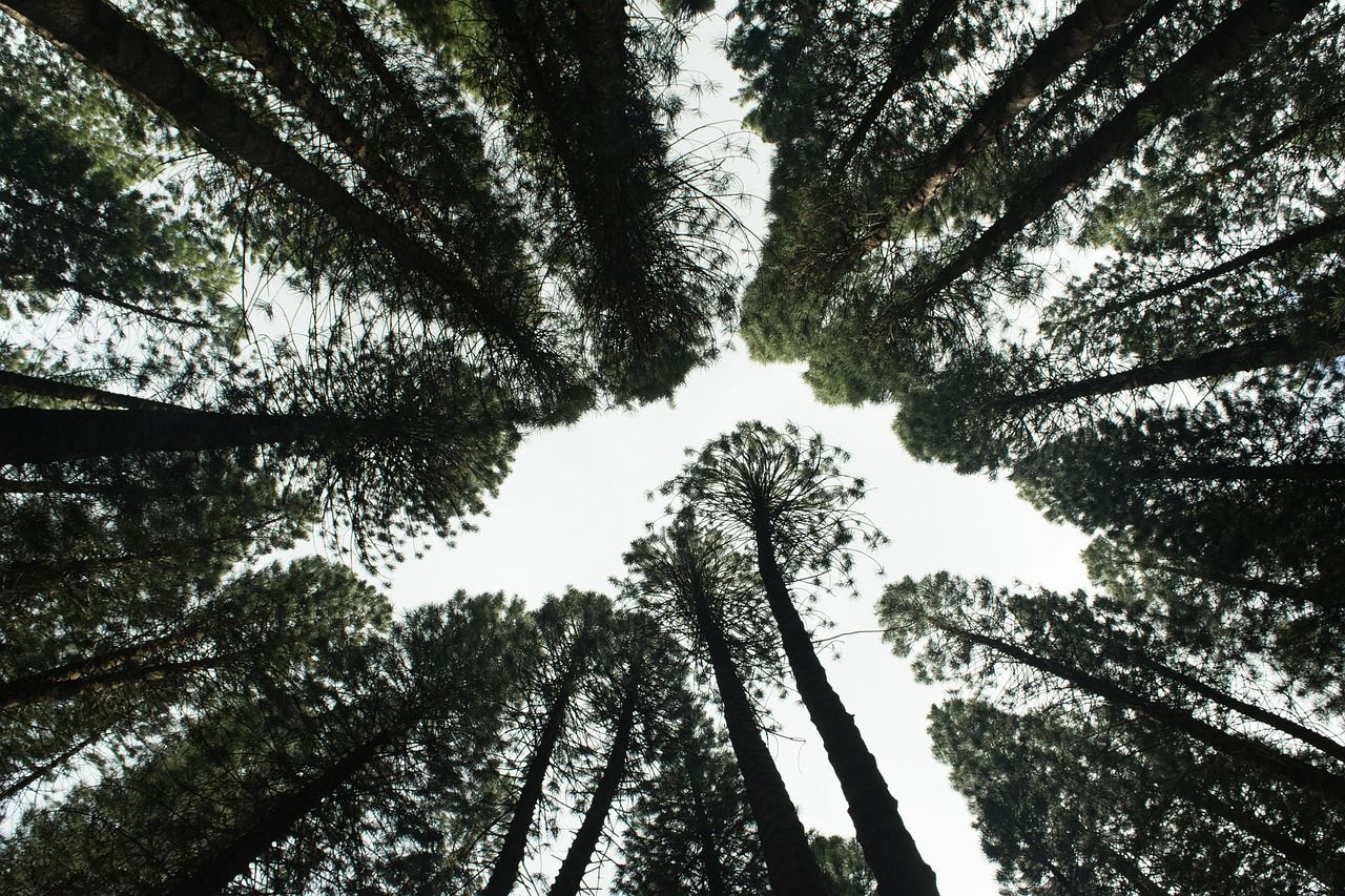 forest, forestry, pine trees-5507453.jpg